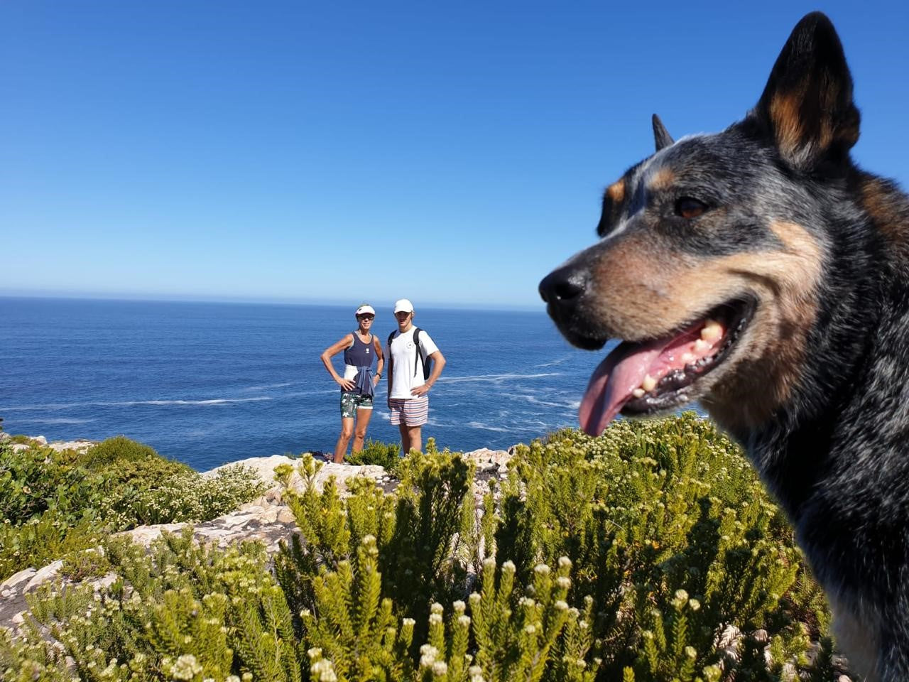 The story behind the Salt Doggo