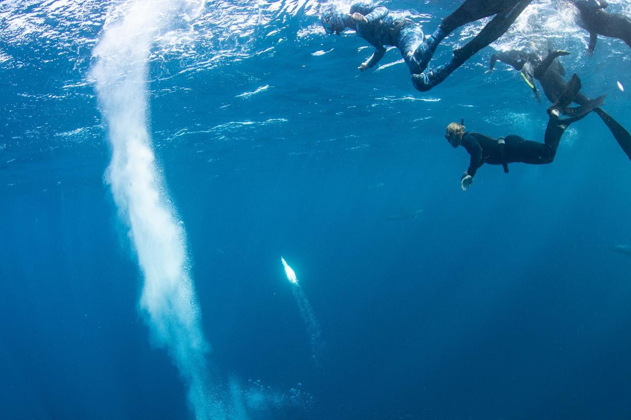The sardines, sharks and saying yes