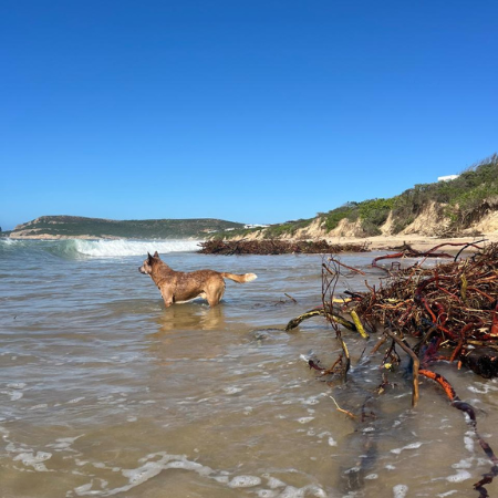 A wild week in Plett
