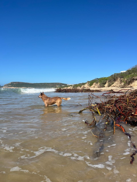 A wild week in Plett